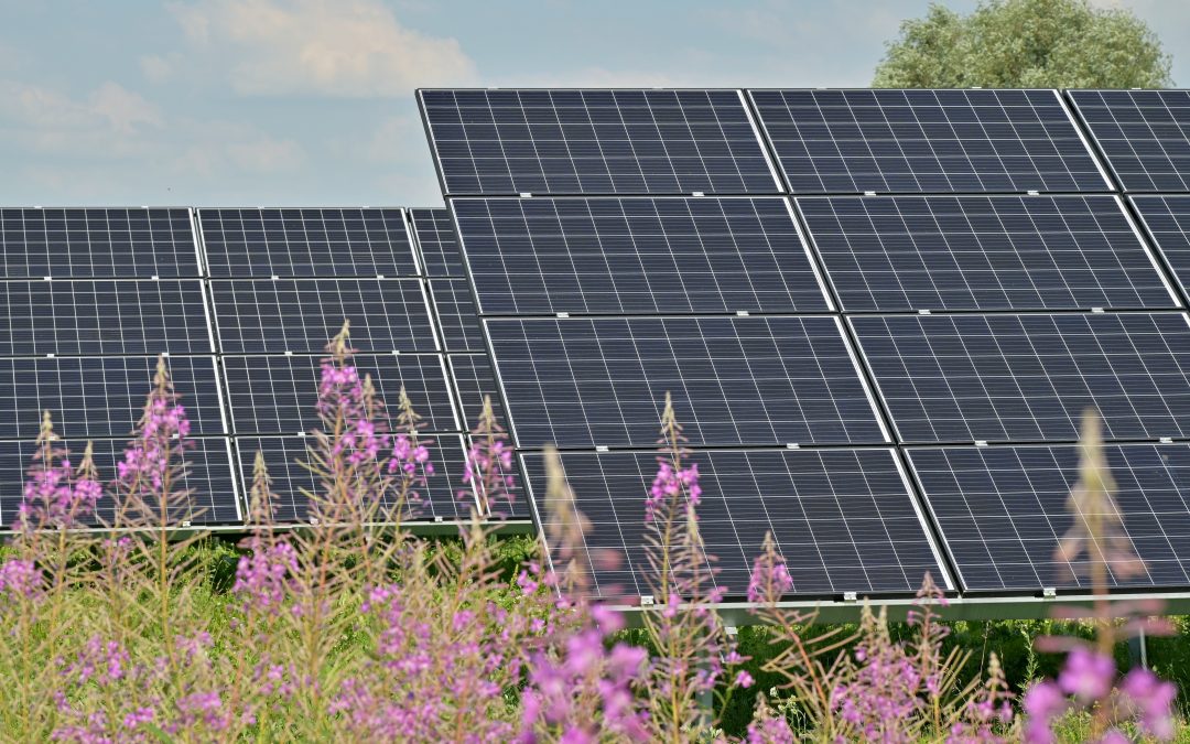 “Agrivoltaic” research combines solar energy, food production