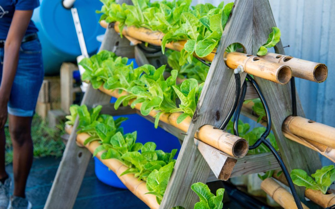 Aquaculture and Aquaponics  National Agricultural Library