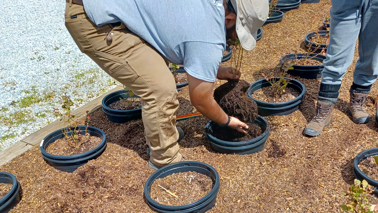 Blueberries-fruit-development-dry-matter-Planting-Stems-3