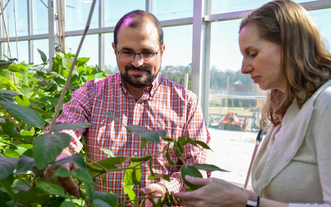 Research looks at nutrient loss in soybeans