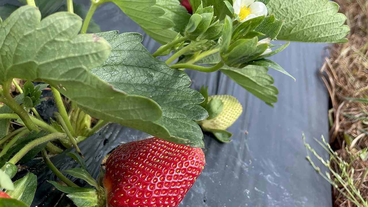 Phenology-strawberries-fruit-Salazar-Lab-research