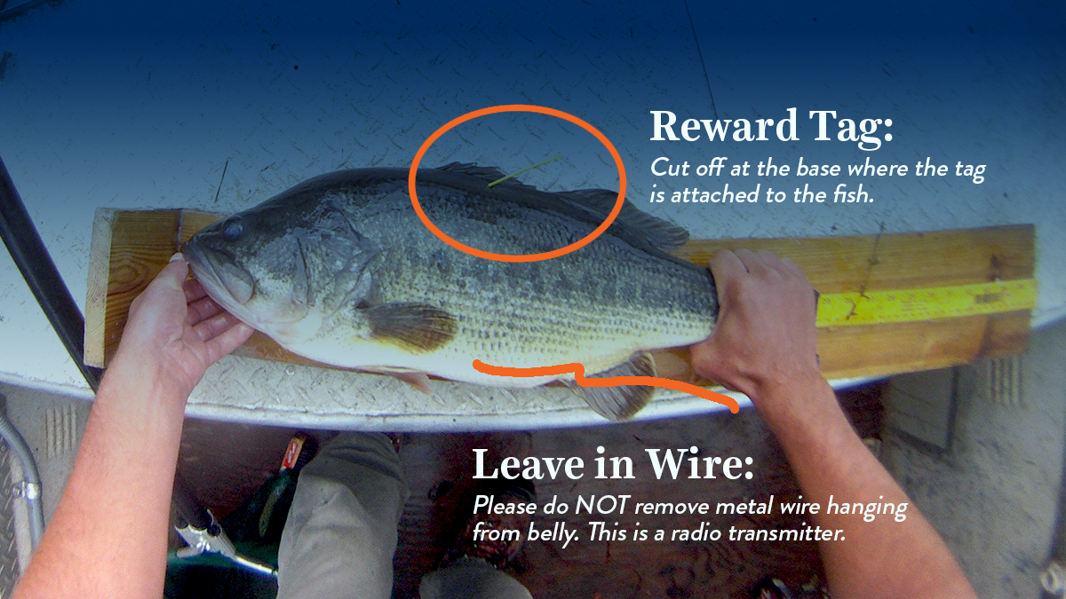 Bass-Fish-Tagging-Study-Reward-Tag-Metal-Wire-hanging-from-belly