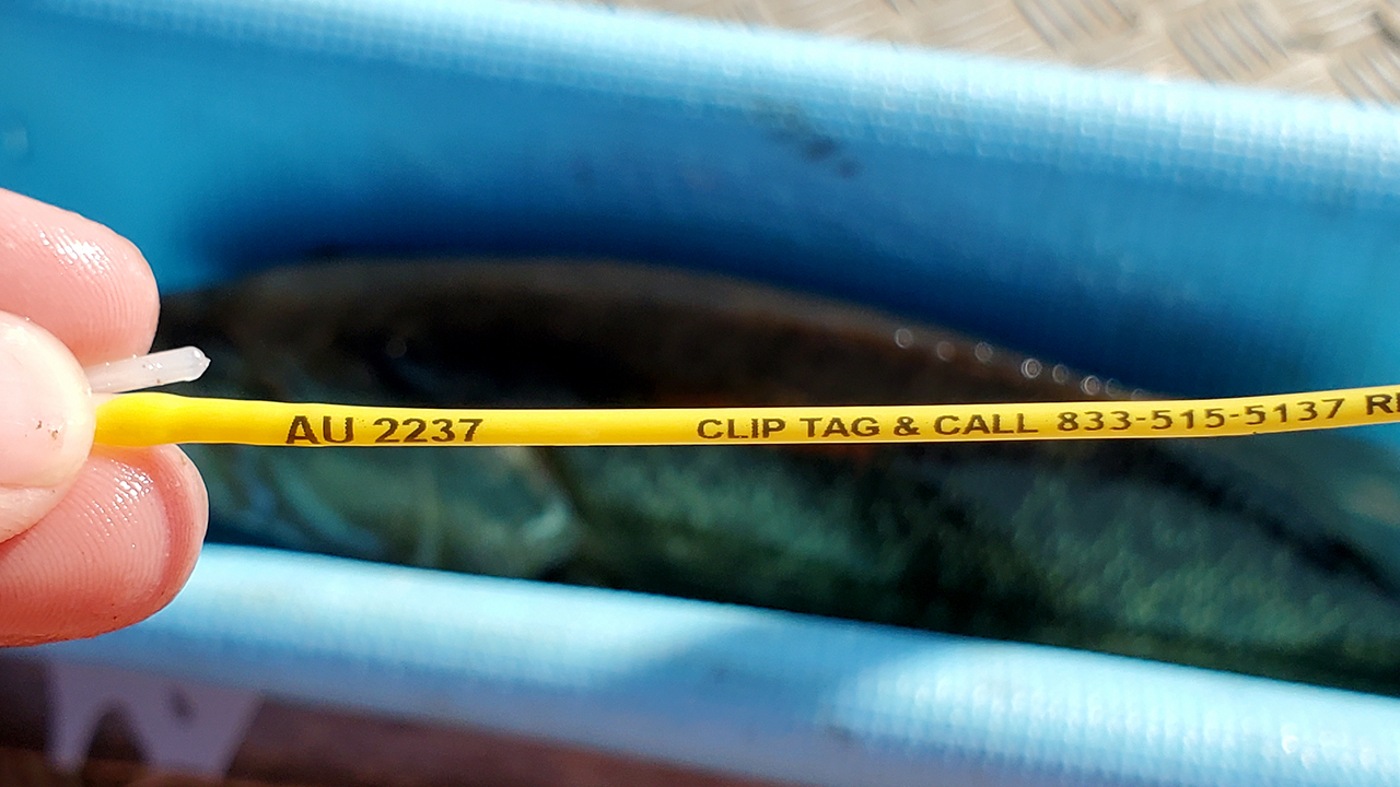 Close up photo of a Yellow Auburn Fish Dart Tag