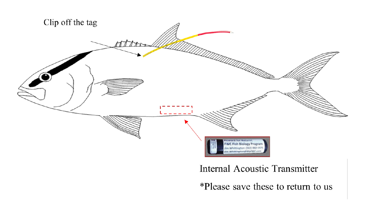 Greater-Amberjack-fish-Auburn-Back-Tag-Internal-Acoustic-Transmitter