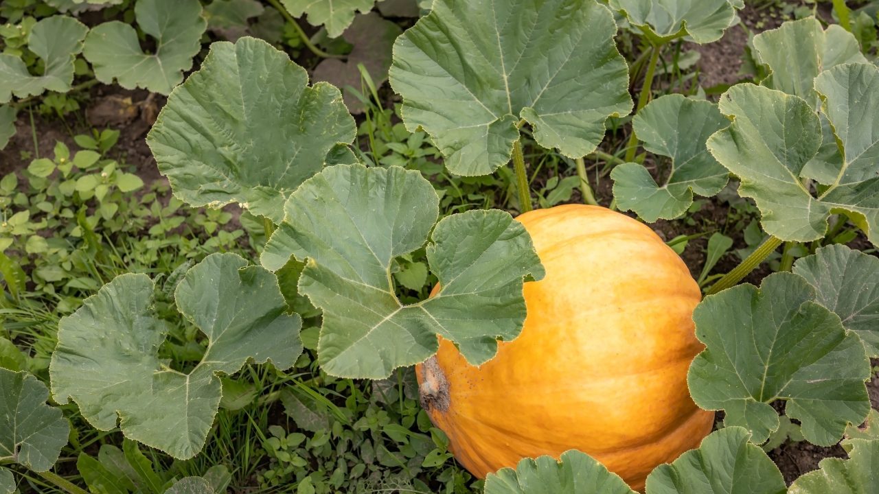 5 Letters, 5 Facts GOURD / Auburn University College of Agriculture