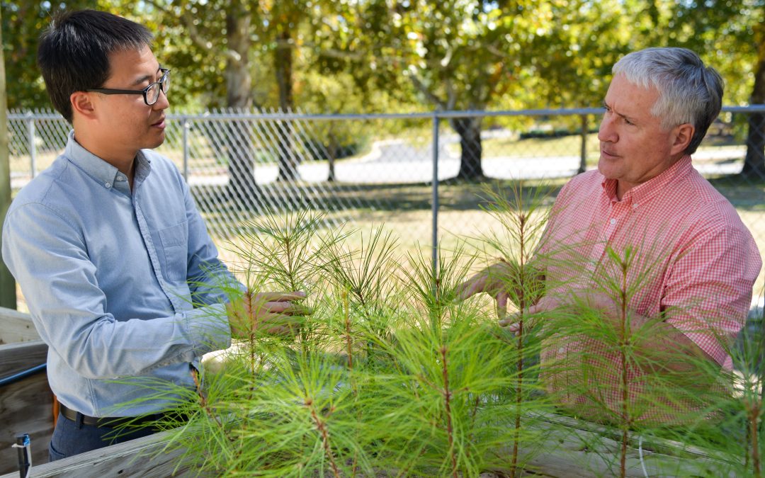 Auburn-developed robotics promising for U.S. forest tree industry