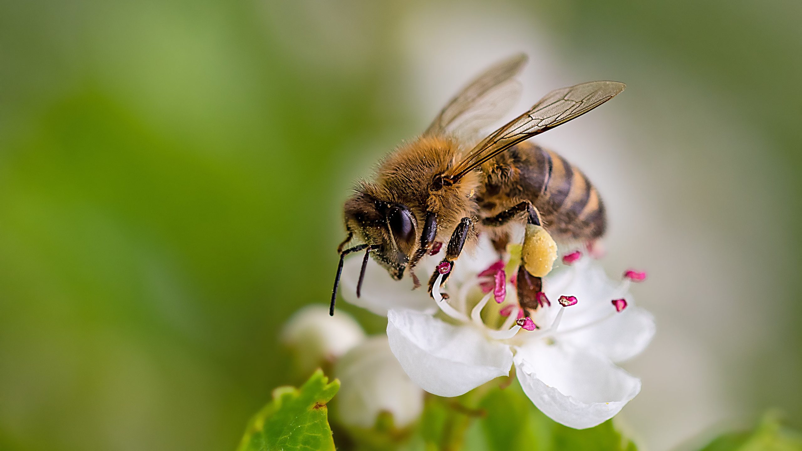 Close-up of a heavily loaded bee on a white flower on a sunny me