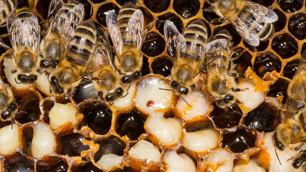 The buzz about bees / Auburn University College of Agriculture