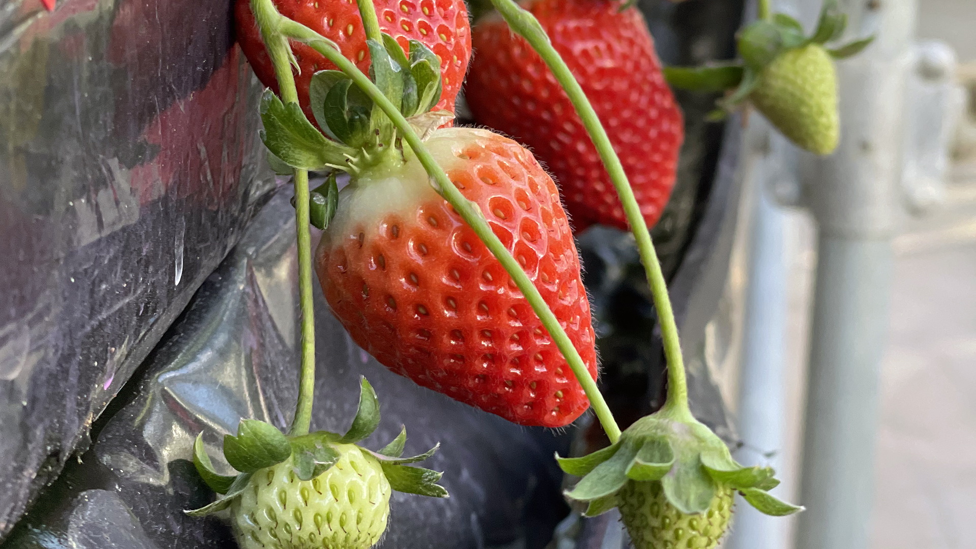 A-Hydroponic-System-Smart-Strawberry-Production-close-up-view-3