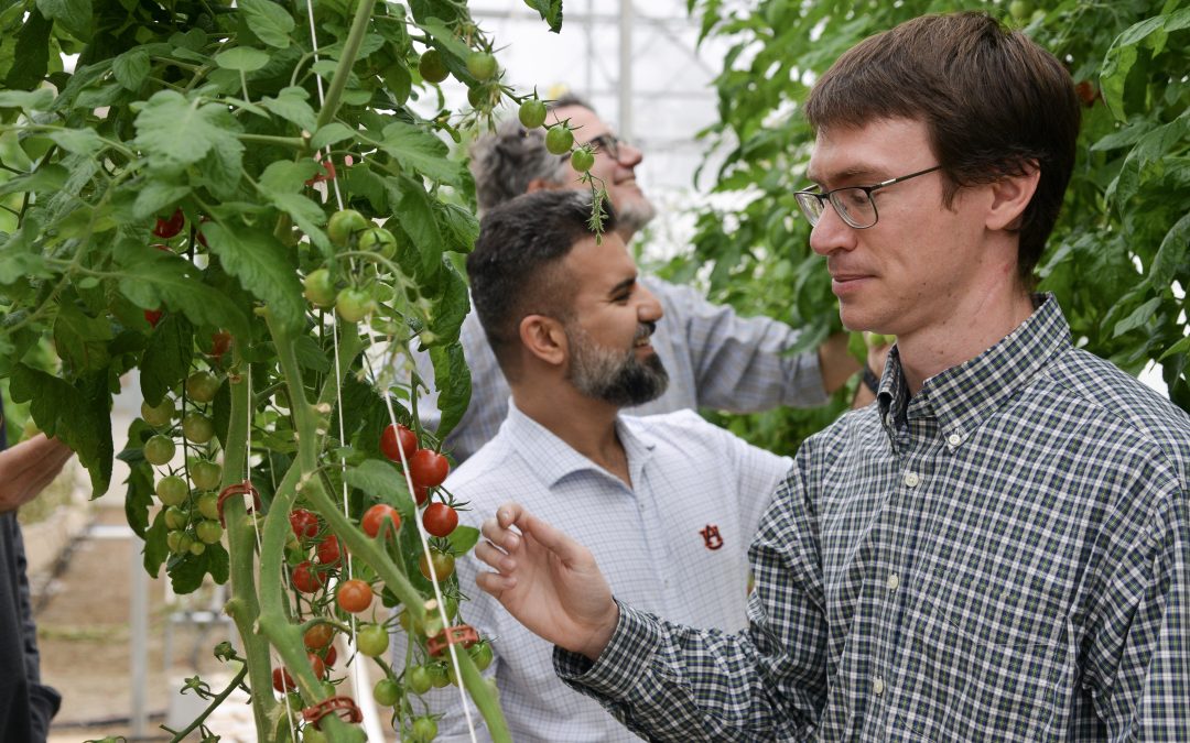 Researchers reimagine controlled environment agriculture