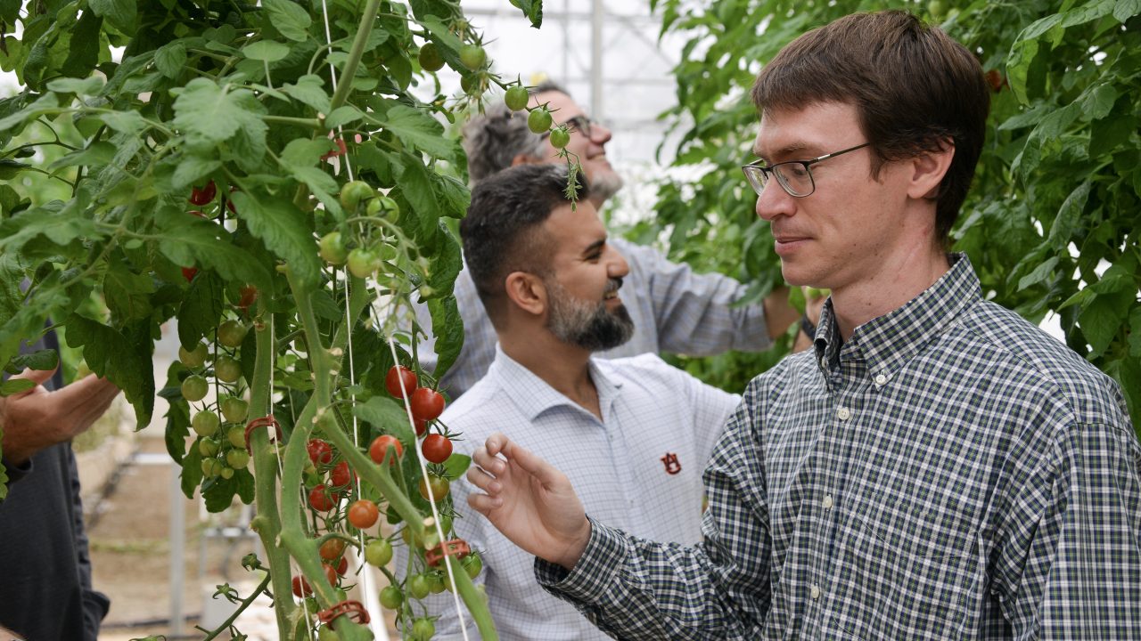 Researchers Reimagine Controlled Environment Agriculture / Auburn ...