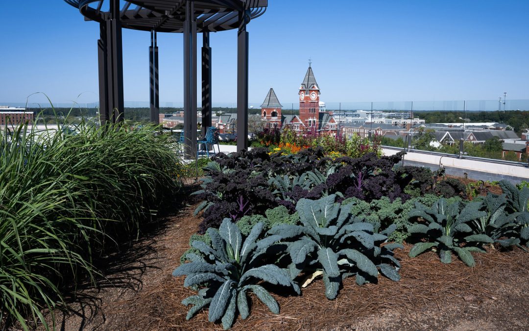 Educational opportunities abound on rooftop garden