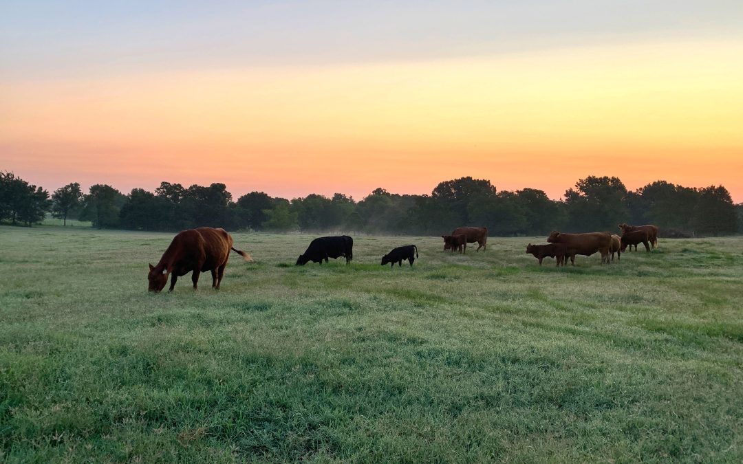 Forage Club - Ag Partners