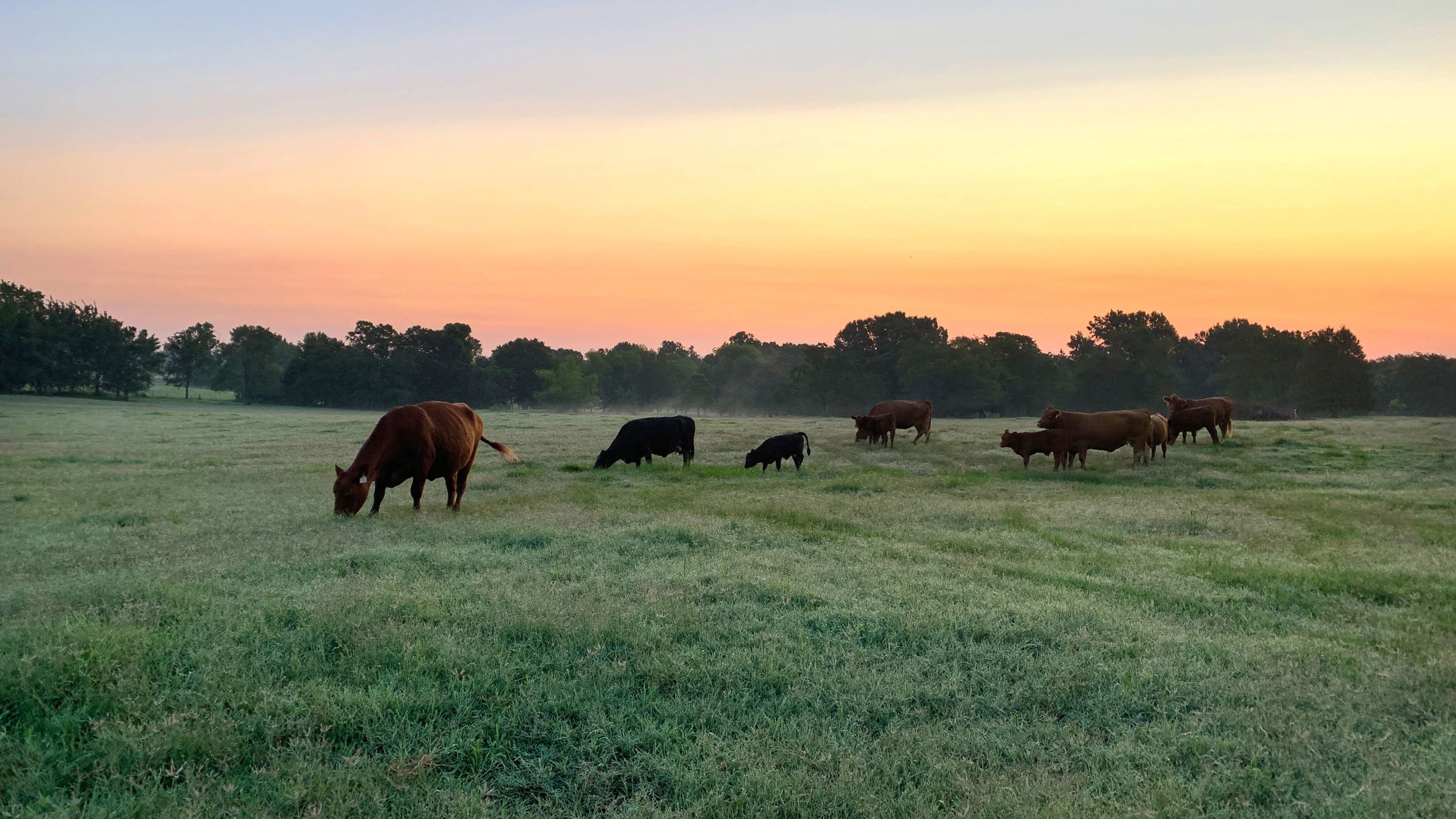 Beef cattle at sunrise in a green pasture