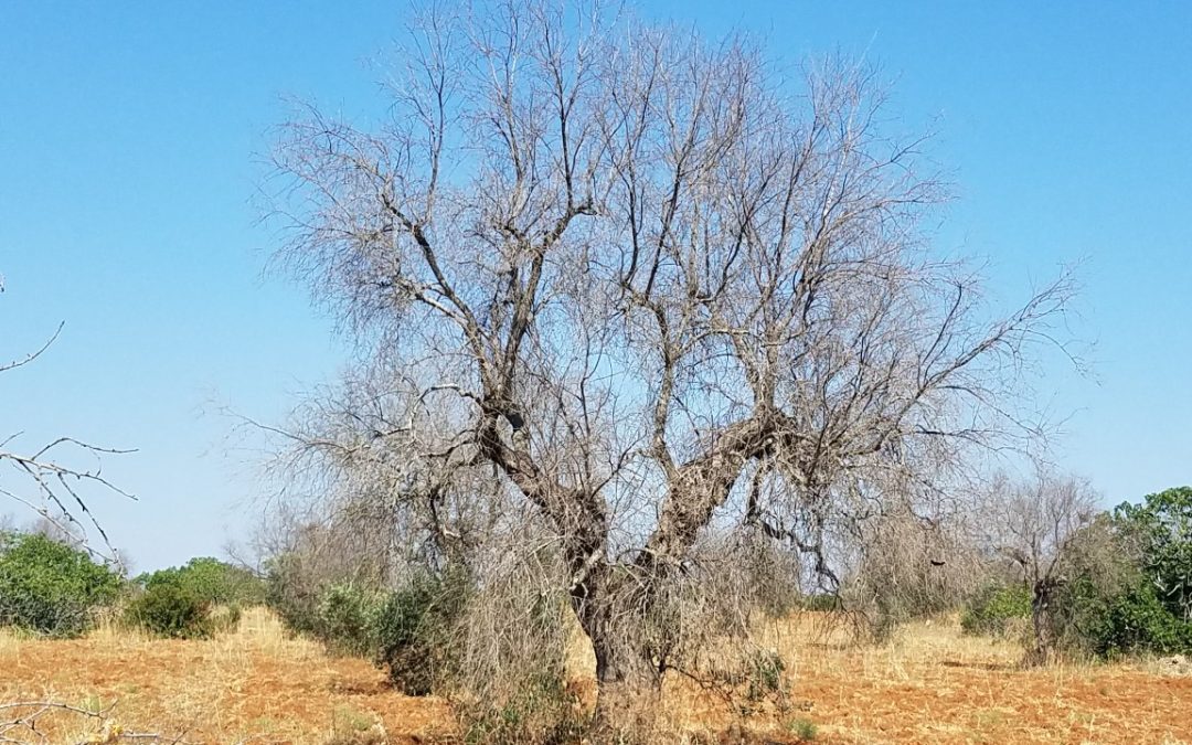 Researcher part of worldwide effort to combat tree disease