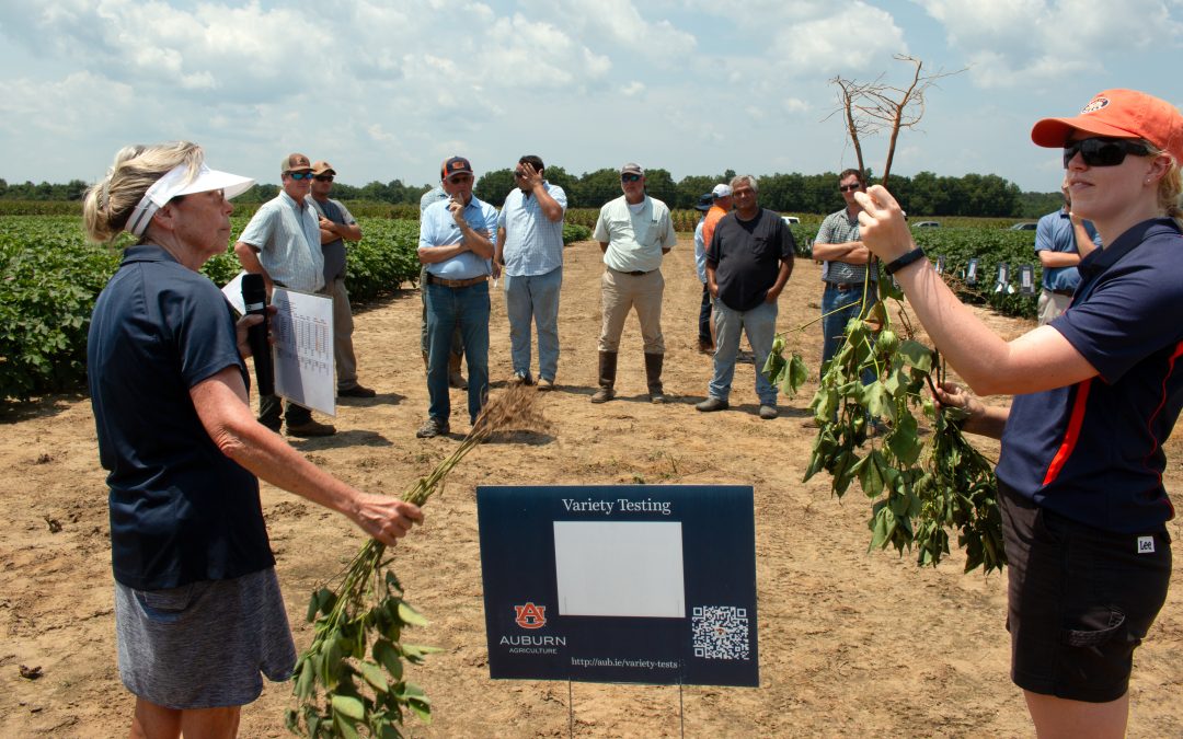 AAES research working to minimize nematode losses in Alabama crops