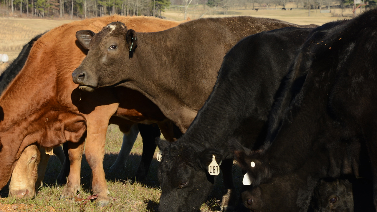 Auburn-Ag-ANSC-Beef-Teaching-Center-Cows-2023