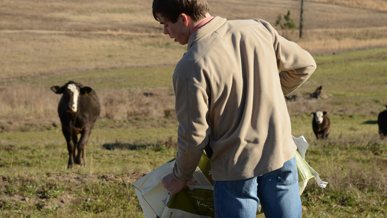 Auburn-Agriculture-ANSC-Student-Cow