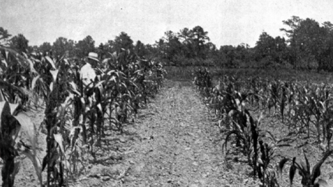 The Old Rotation / Auburn University College of Agriculture