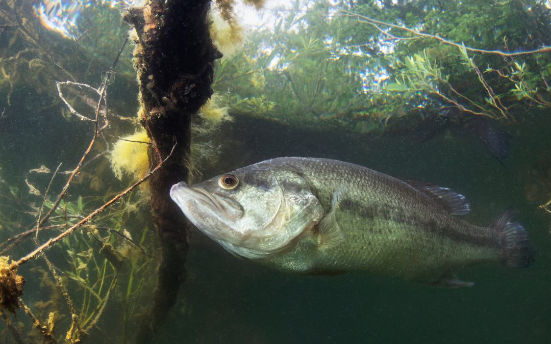 Hatchery scientists take on project to help U.S. largemouth bass producers