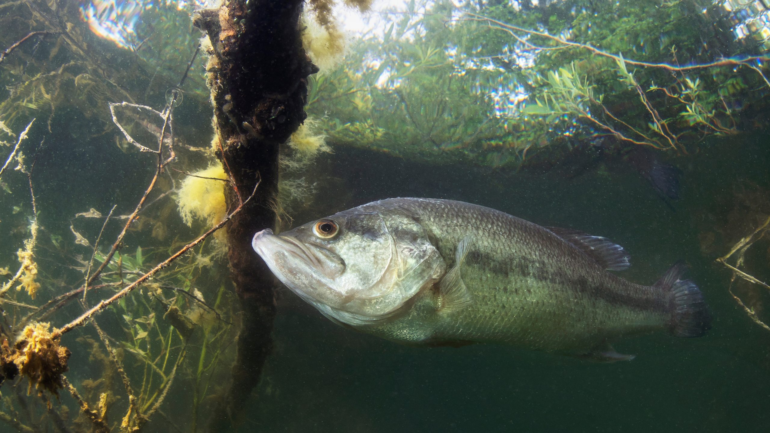 Underwater picture of a frash water fish Largemouth Bass (Micropterus salmoides) nature light. Live in the lake. Blackbass.