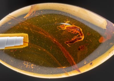 a pair of termites are visible inside an amber fossil