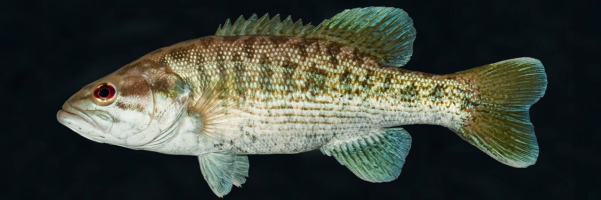 Hatchery scientists take on project to help U.S. largemouth bass producers  / Auburn University College of Agriculture