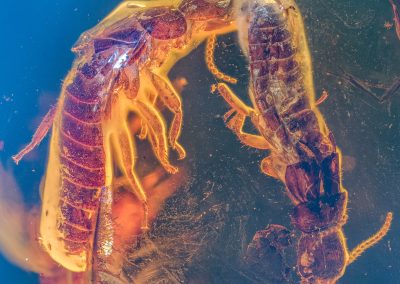 a close up of two reddish termites held in an amber fossil