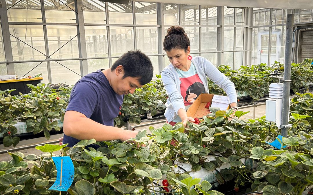 Research examines feasibility of hydroponic strawberry production