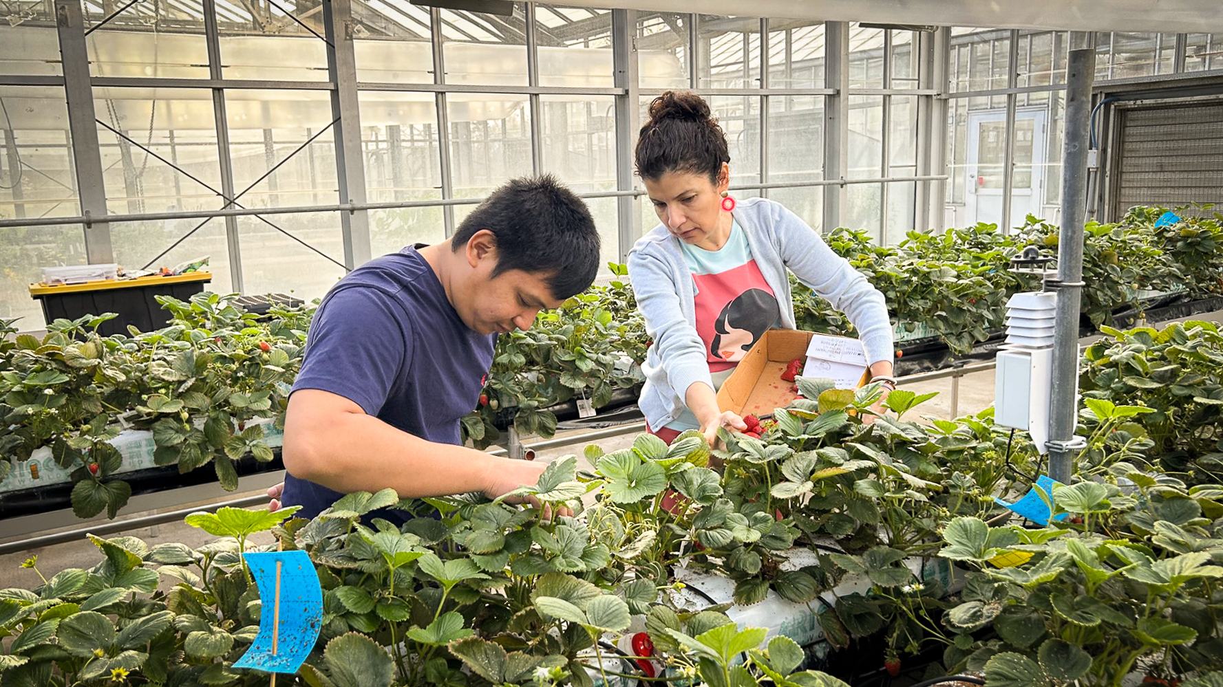 A man and a woman in a greenhouse handle strawberry plants