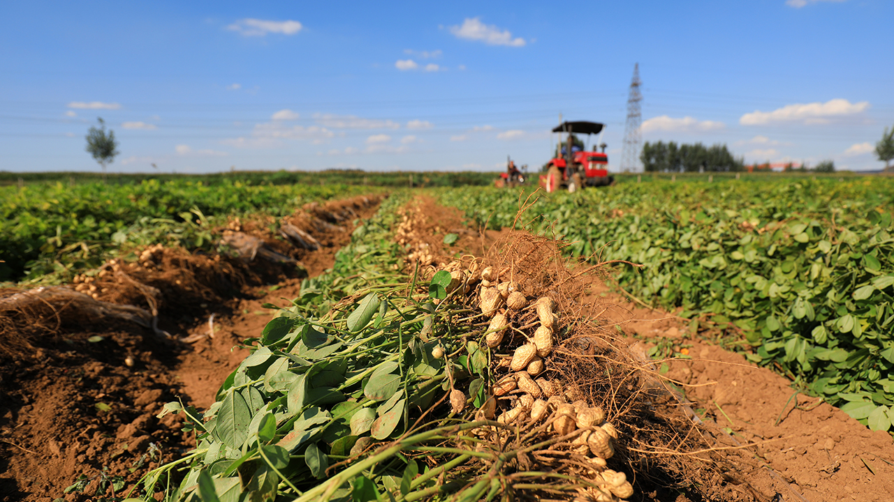 Harvested peanut plants lie in a field in which a tractor is harvesting the plant