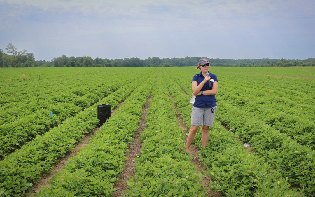 Auburn research looks to boost average peanut yields