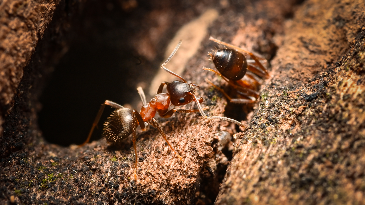 ants crawl into cracks