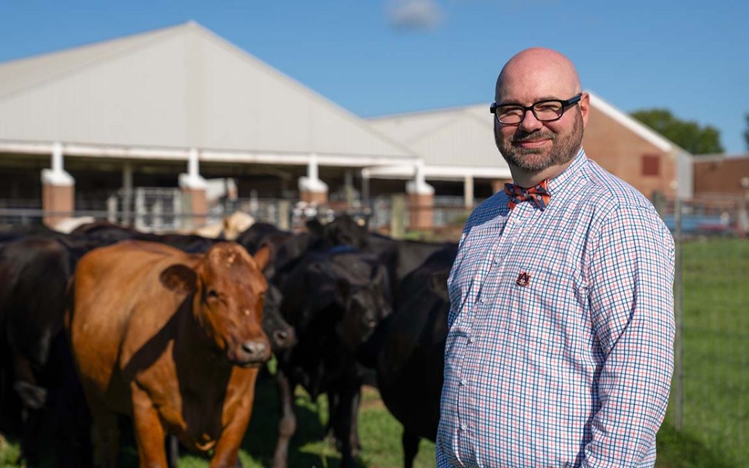 Sustainable beef production system could improve profitability