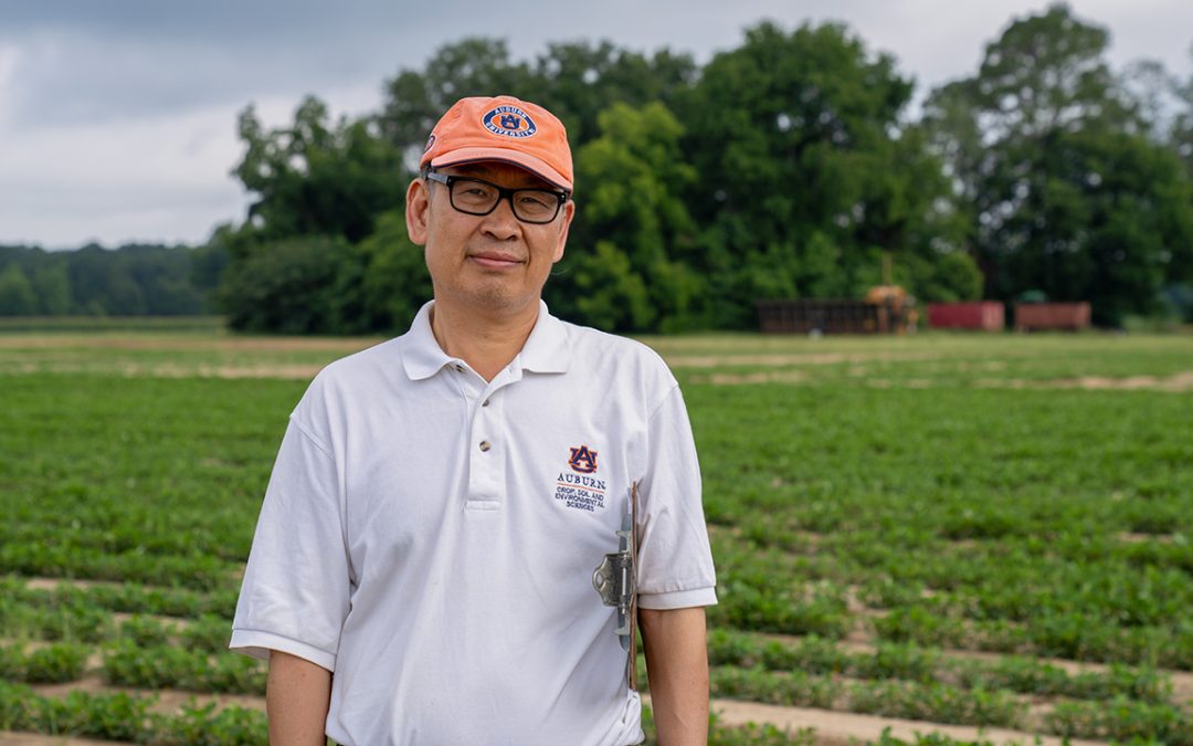 Peanut breeding making strides