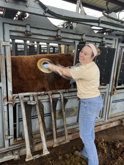 Ella Johnson smiles with her gloved hand in the side of a canulated cows