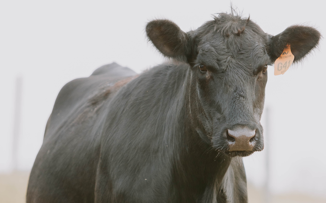 Beef Cattle Conference to be held at Auburn University in October