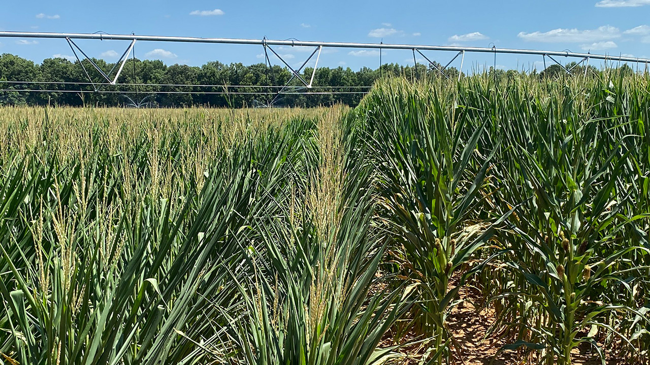 Rows of the new short corn are shown alongside rows of more traditional taller corn stalks