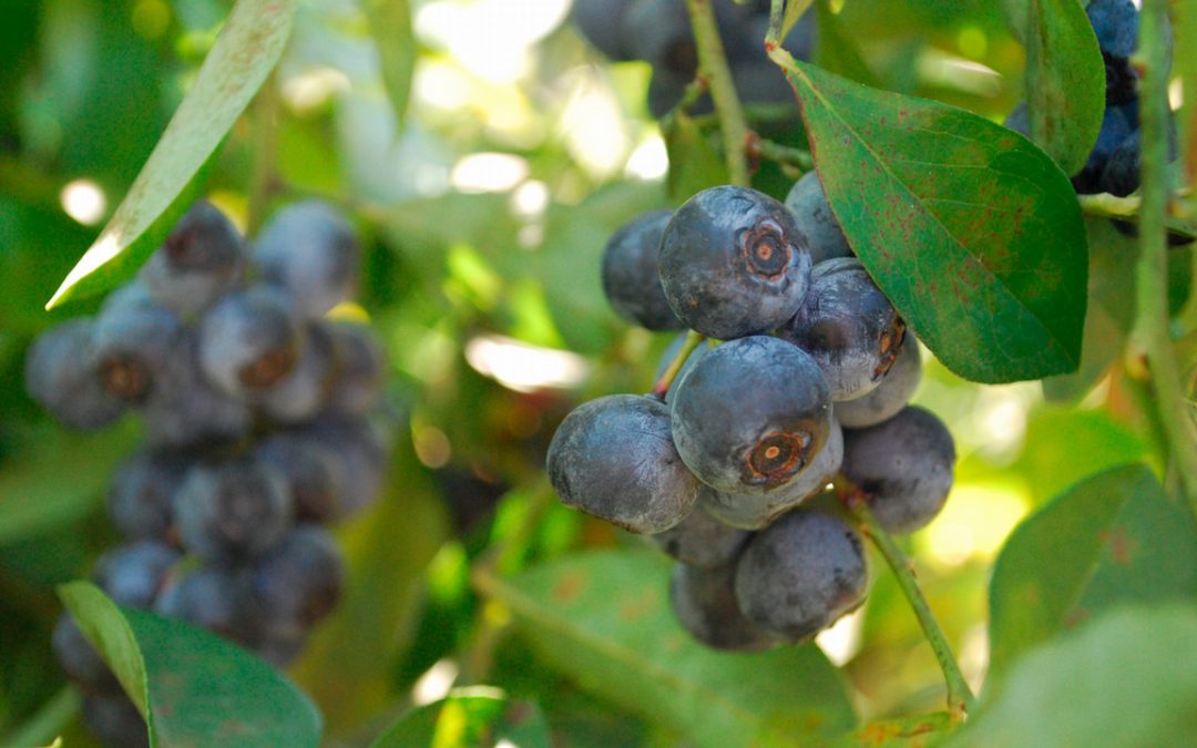 Finding frost-tolerant blueberries for Alabama growers