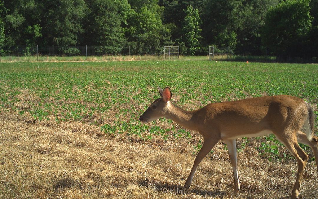 Auburn research looks to control deer feeding on row crops