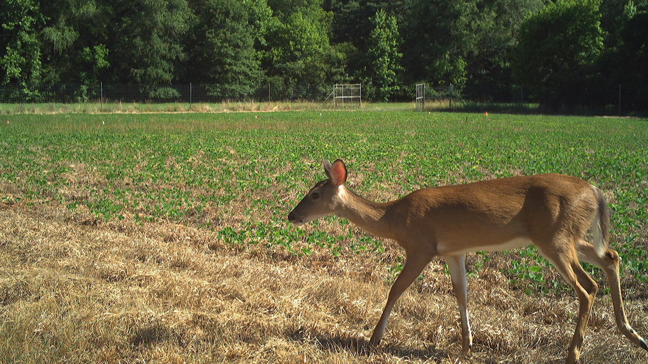 A doe in an agricultural row-crop field