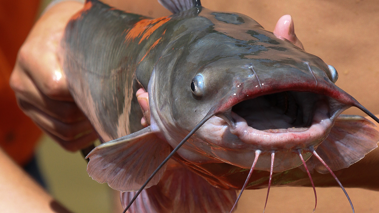 Close-up of catfish being held in hands