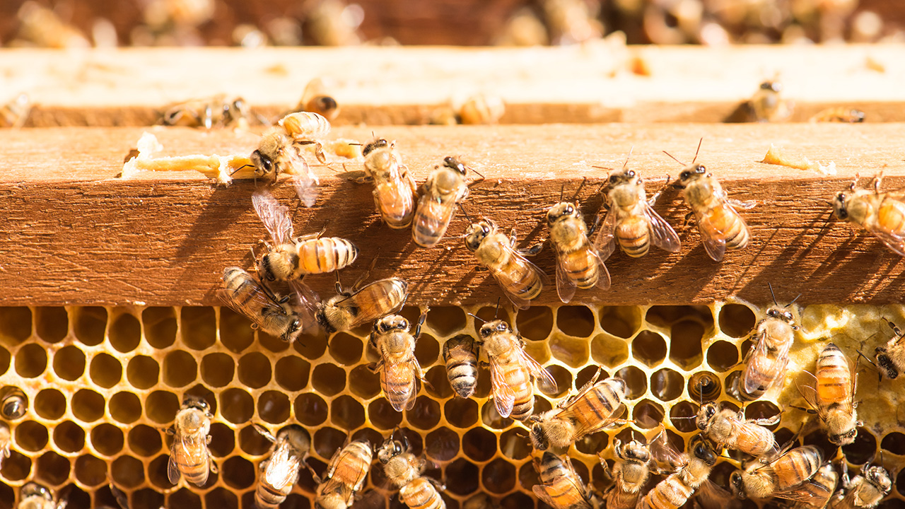 At least 30 honey bees inside a hive.