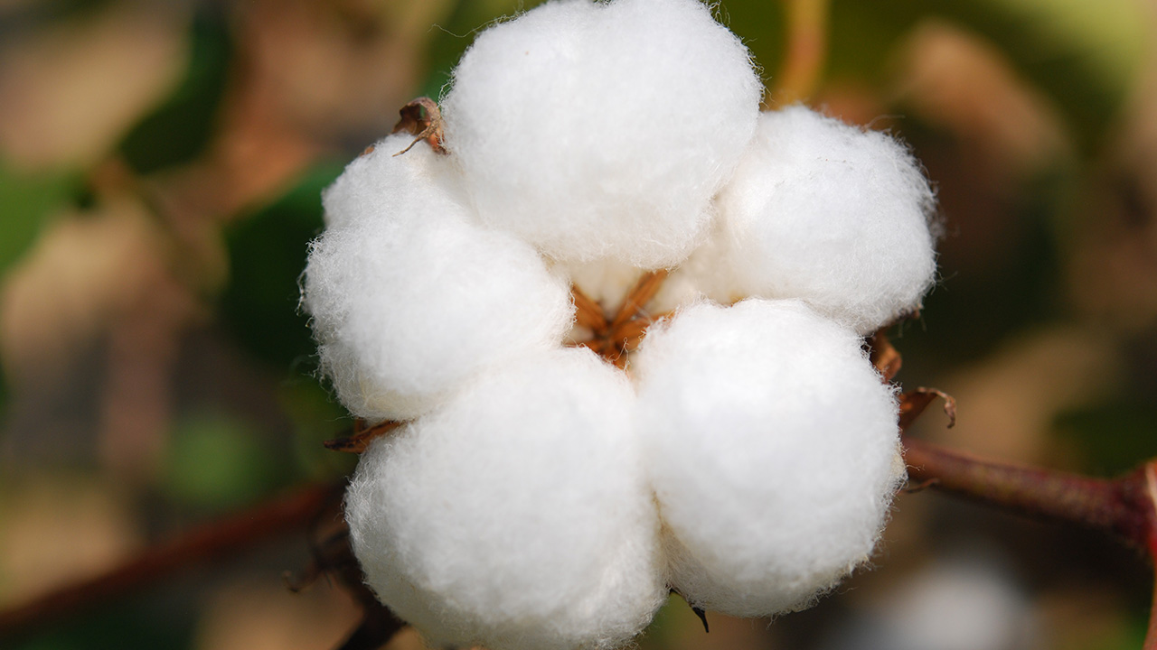 Fully bloomed cotton boll on plant