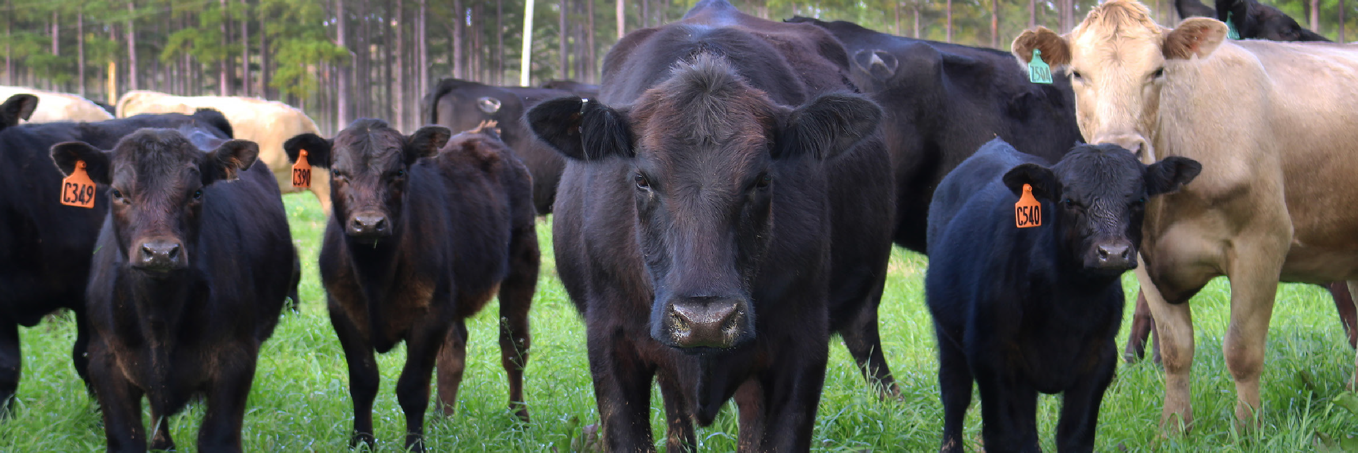 Animal Sciences header showing as group of cattle in a field.