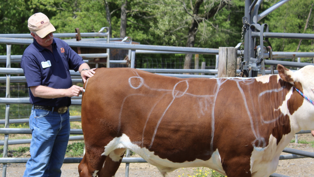 Auburn-Agriculture-ANSC-Student-Cow