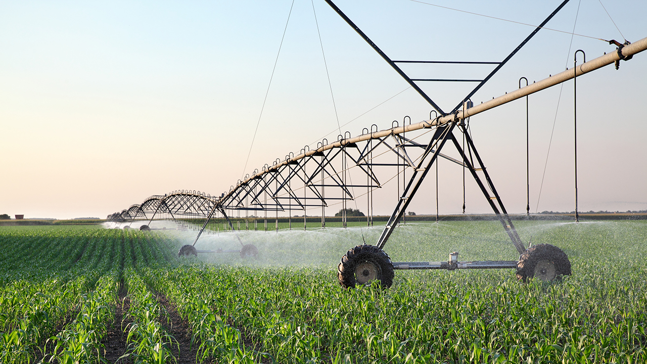 Corn field in spring with irrigation system for water supply, sprinklers splashing water to plants