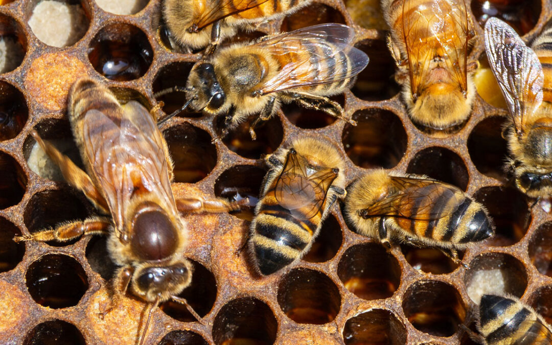 U.S. Beekeeping Survey reveals highest honey bee colony losses during 2024-2025