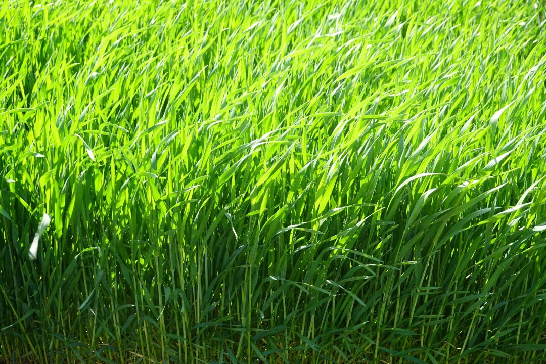 Forage variety trial
