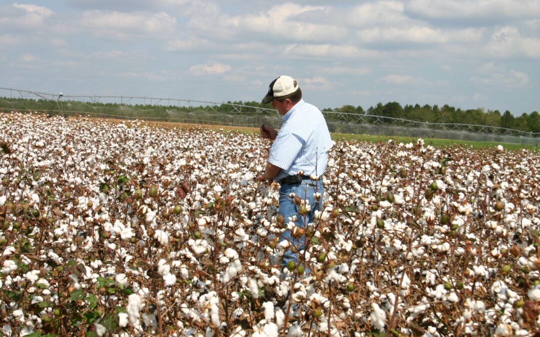 Understudied cotton is the focus of Auburn University research on seedling diseases